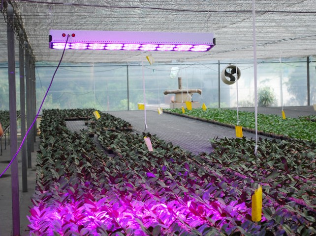 LED grow lights in China Development Status LED grow lights in China Development Status